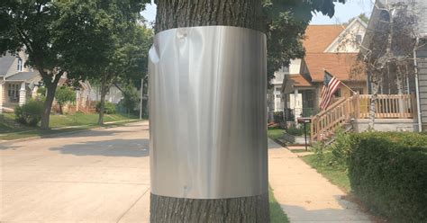 sheet metal around trees|metal wrapped tree damage.